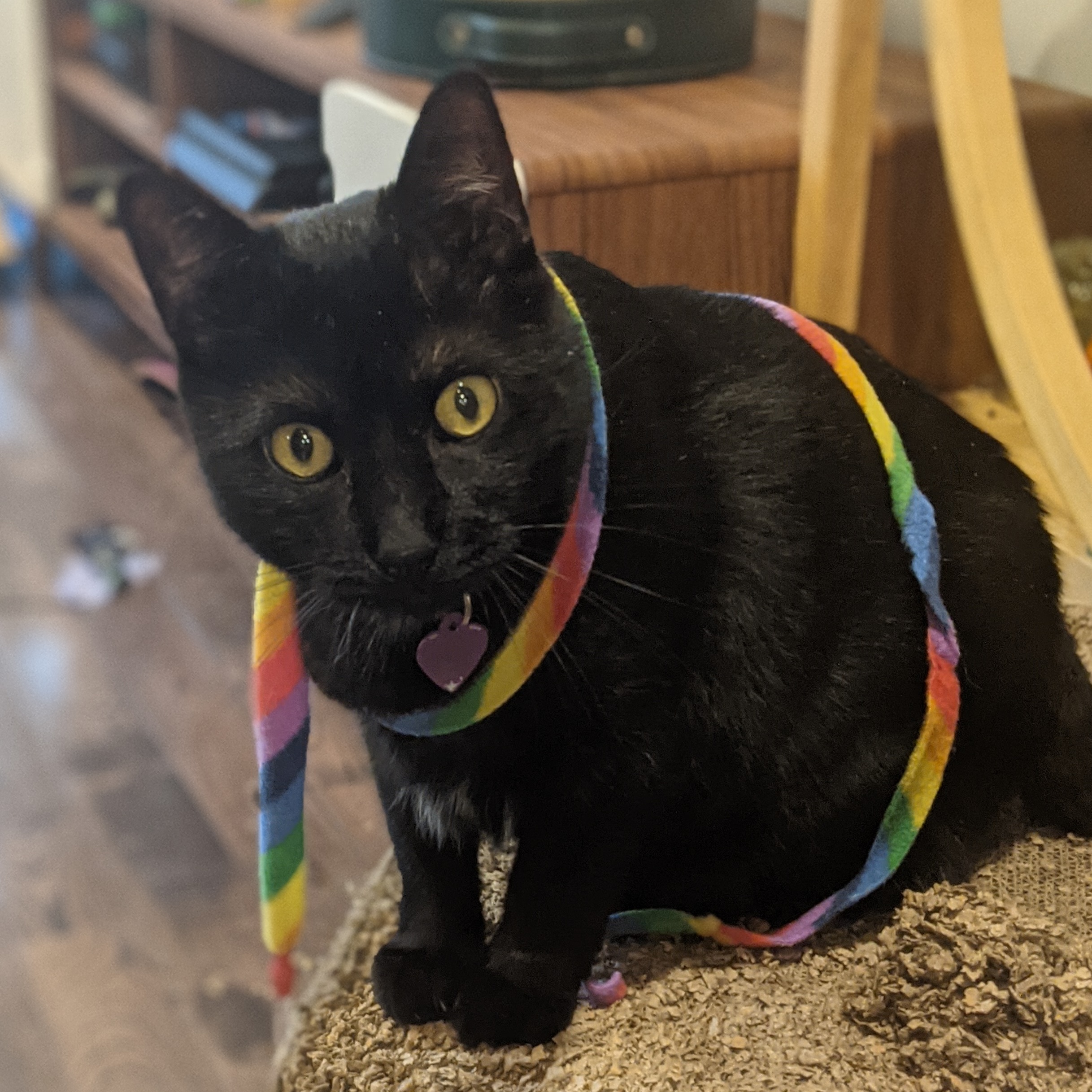 Black cat on top of a cat box. A thin cloth rainbow streamer is draped around him twice.