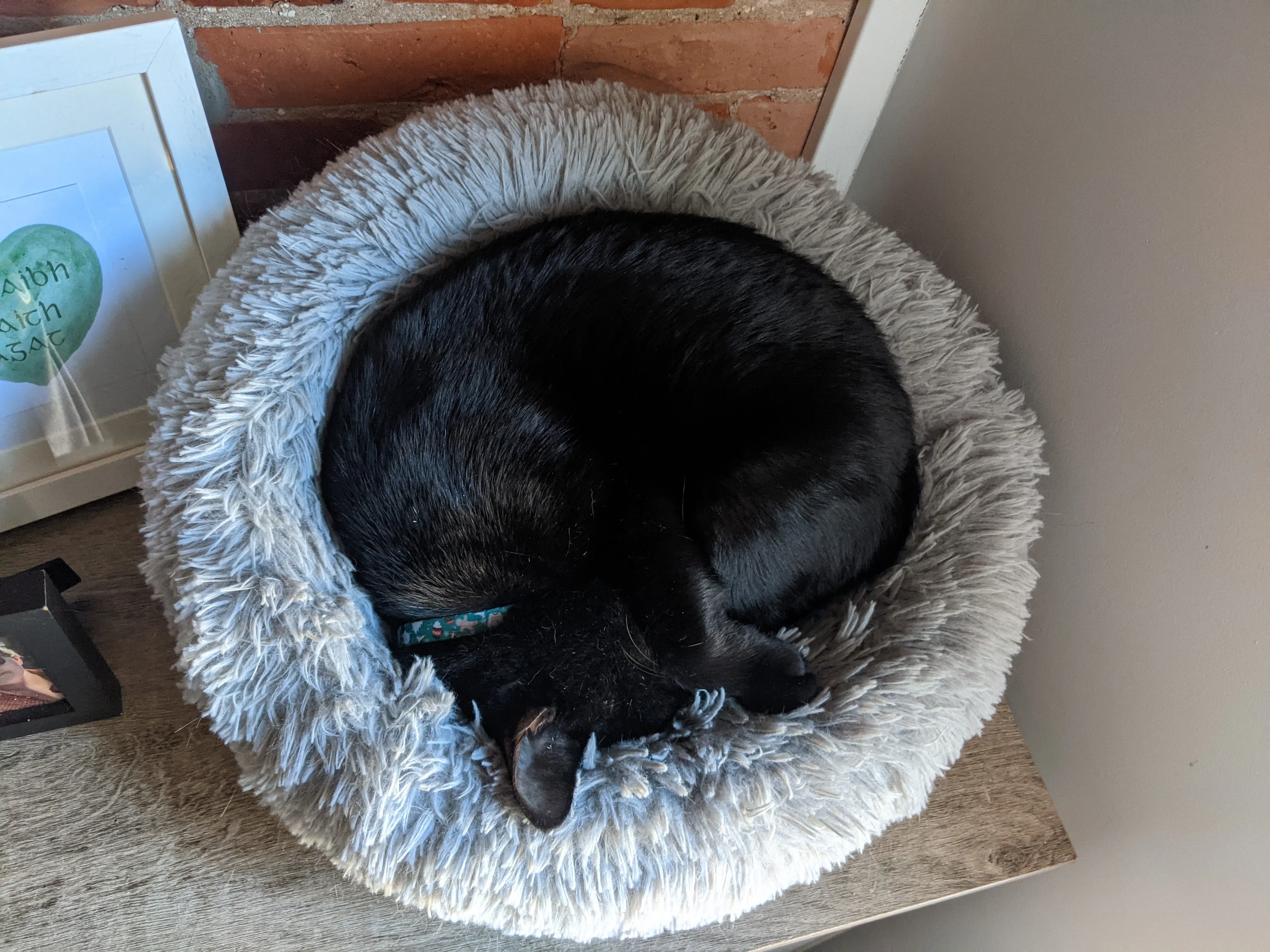 Cat rolled up in a circular ball within a fluffy white circular pet bed. Next to it are two photo frames.