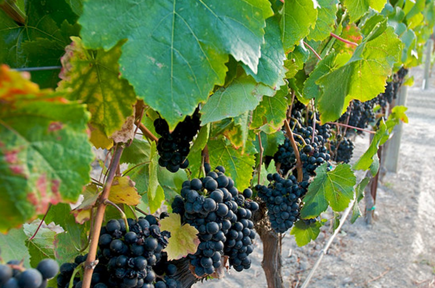 'Petit verdot', or 'Colon', French grapes