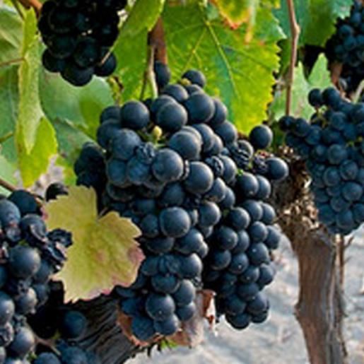 'Petit verdot', or 'Colon', French grapes