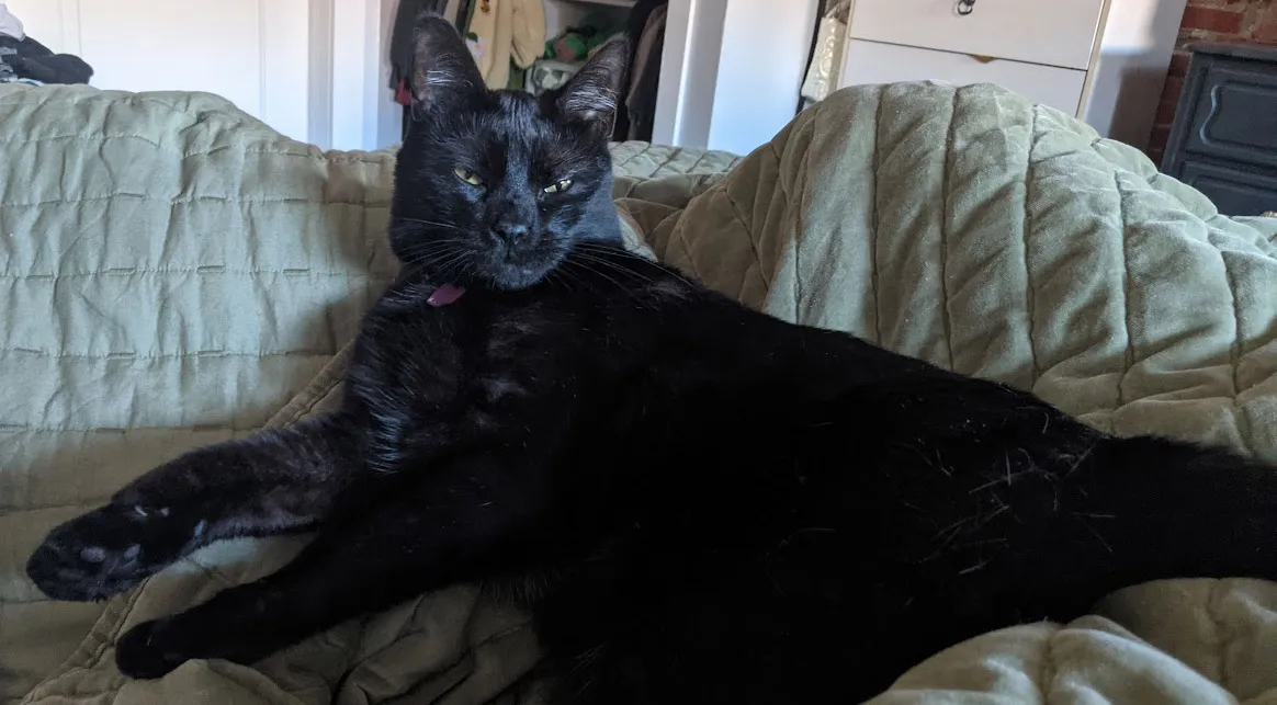 A black cat laying on a bed with its eyes half-closed. It looks sassy.