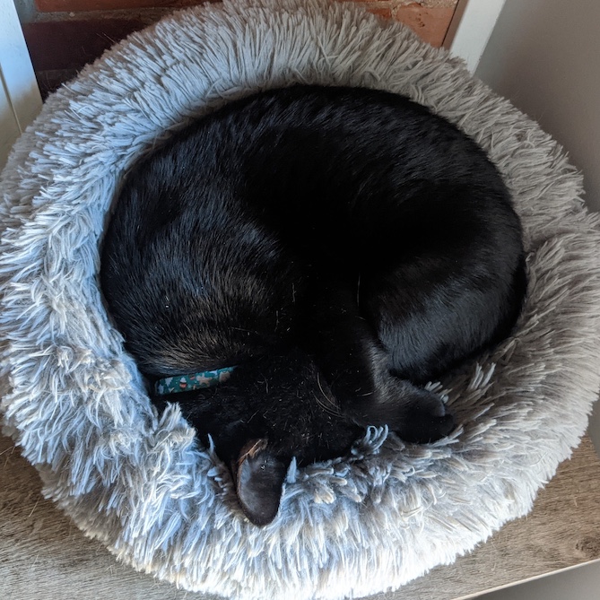 Cat rolled up in a circular ball within a fluffy white circular pet bed.