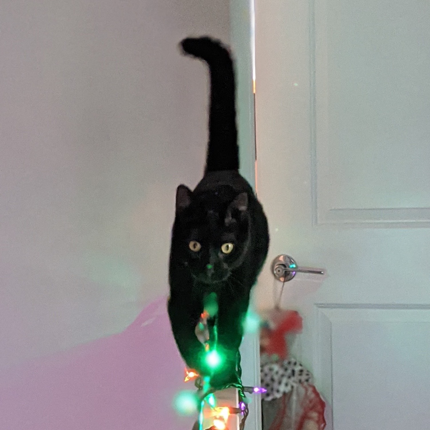Black cat walking on a holiday light decorated railing towards the viewer, tail held high, looking at the viewer